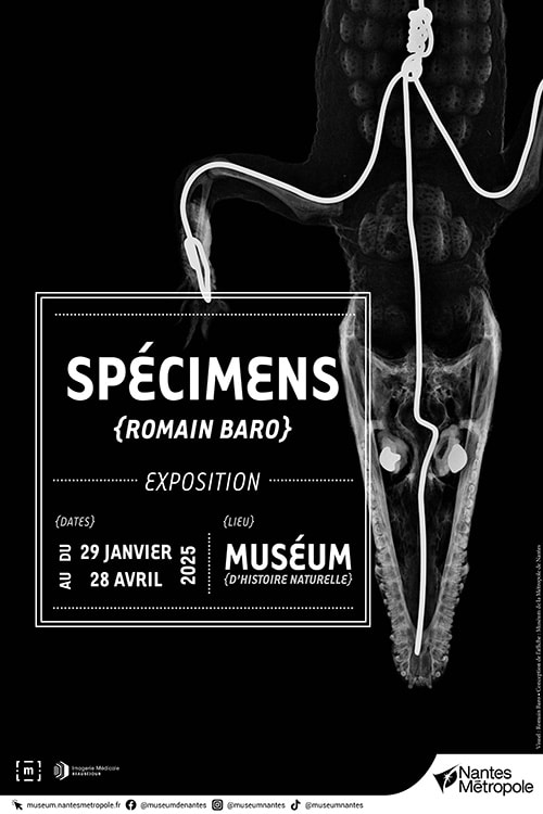 Exposition Spécimens, Muséum d'Histoire naturelle de Nantes, 2025